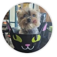 Princess, one of the two Yorkies behind the club